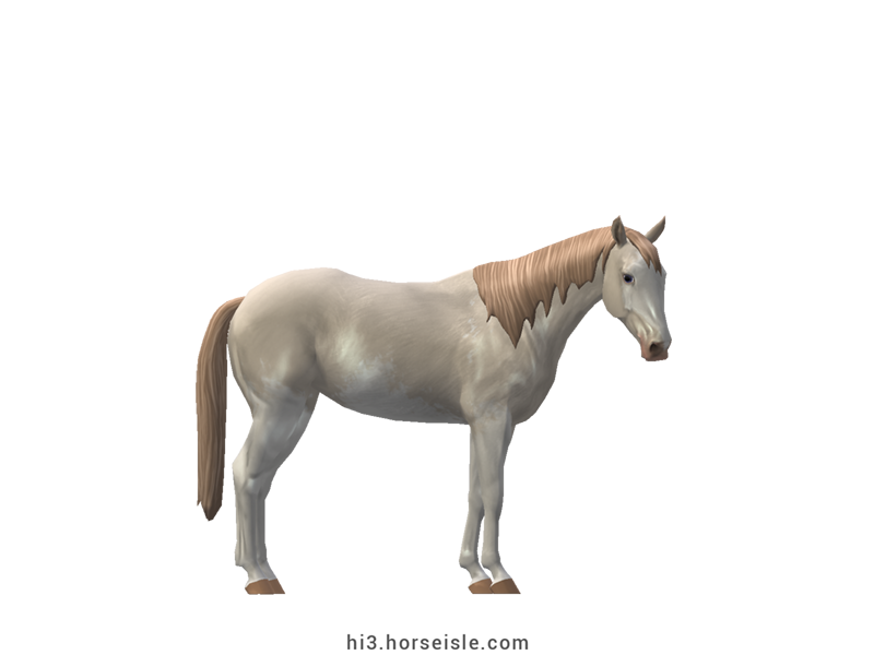 Australian Stock Horse Perlino Sabino Coat